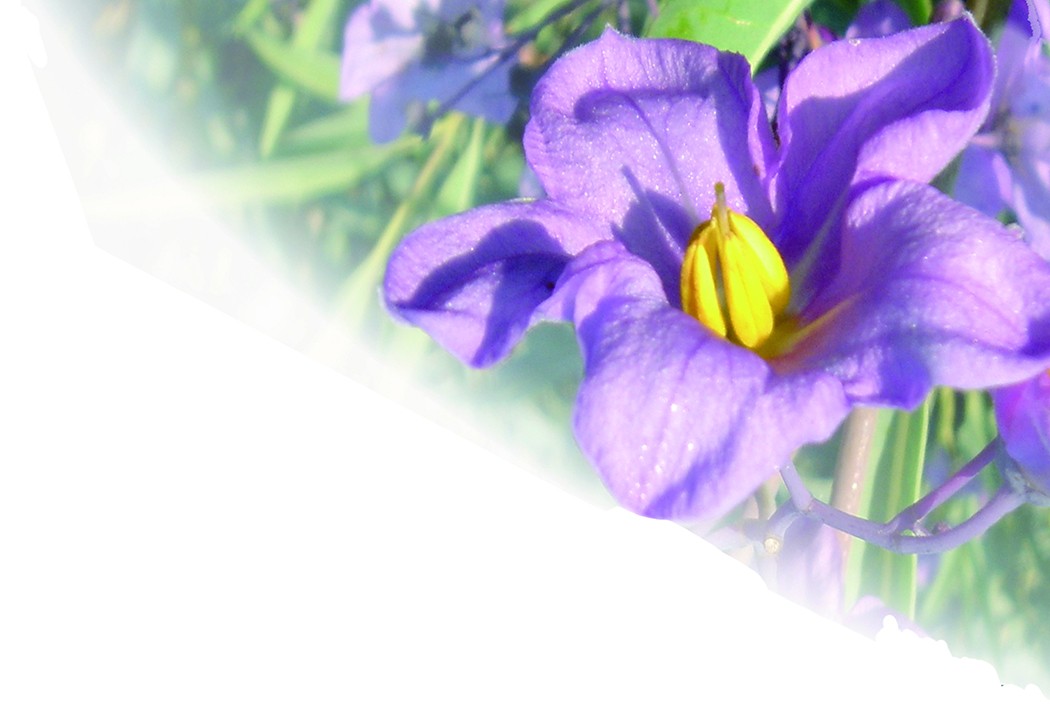 威力宝 紫花图.jpg